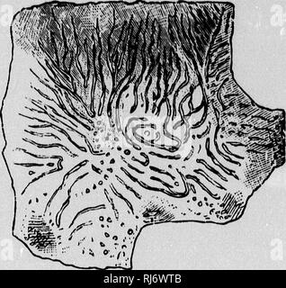 . La chaîne de la vie dans les temps géologiques [microforme] : un croquis de l'origine et la succession d'animaux et de plantes. La paléontologie, la paléobotanique ; paléontologie ; Histoire Administration Démographie Lieux. Le DÉBUT DE LA VIE SUR LA TERRE. 31. Fig. 17.-groupe grossie de canaux supplémentaires en squelette d'Eozoon. Prises à partir de l'échantillon dans lequel ils ont été reconnus pour la première fois {Life's Dawn sur la terre).. Veuillez noter que ces images sont extraites de la page numérisée des images qui peuvent avoir été retouchées numériquement pour plus de lisibilité - coloration et l'aspect de ces illustrations ne peut pas parfaitement ressembler à l'œuvre originale.. Dawson, J. Banque D'Images