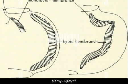 . La morphologie des chordés. La morphologie (animaux) ; Chordés. deux arches, trois, et quatre, et il n'y a pas hemibranchs. Les arcs branchiaux dans ce groupe ont branchicténies rudimentaire sur leurs marges intérieures, et les filaments branchiaux vont bien au-delà des cloisons médianes (figure 11-17). Pas de rayons les filaments branchiaux de soutien et il y a deux artères efférentes dans chaque roue, au moins en Neoceralodus. Les larves de Protopterus et Lepidosiren ont quatre paires de branchies externes tôt dans la vie ; ce sont remplacées par des branchies internes quand l'opercule se développe (Figure 7-22). Neoceralo- externe a jamais dhs Banque D'Images