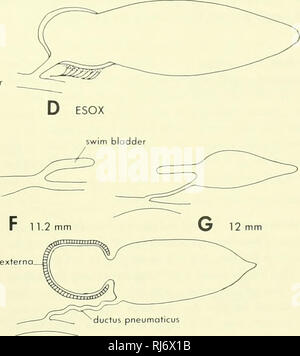 . La morphologie des chordés. La morphologie (animaux) ; français. B LEPISOSTEUS ET tunica AMIA externa. H CATOSTOMUS gaz antérieure-sécrétantes. mlrablle rete chambre Veuillez noter que ces images sont extraites de la page numérisée des images qui peuvent avoir été retouchées numériquement pour plus de lisibilité - coloration et l'aspect de ces illustrations ne peut pas parfaitement ressembler à l'œuvre originale.. Jolie, Malcolm. Reinhold, New York Banque D'Images