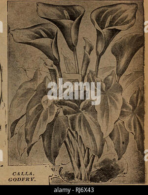 . Childs' fleurs rares, légumes &AMP ; les fruits. Catalogues commerciaux ; les graines forestières (Horticulture) ; Catalogues Catalogues Catalogues de graines, fleurs, légumes, arbres fruitiers Catalogues Catalogues ; John Lewis Childs (Cabinet) ; catalogues commerciaux ; pépinières (Horticulture) ; semences ; les fleurs, de légumes, d'arbres fruitiers. dore' MOI>ster fps d'oeillets. etc Alma Ward-blanc pur, et la plus grande et la plus fra- T ?ant jamais cultivé. Dans everv parfait fleurs moyen de 3  % à 4 h pouces de diamètre sur des tiges de 3 pieds de longueur. Benora-un superbe variété panachée. Riufl^nouveau et très oveltv- plus distinct, de couleur mauve blush, r Banque D'Images