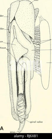 . La morphologie des chordés. La morphologie (animaux) ; français. Amia et Lepisosfeus l'estomac d'un mm est grand et sacculate, dotée d'un caecum postérieur (Figure 9-16). Qu'o[ Lepisosleus est un tube allongé qui en arrière des crochets pour le droit et l'avant à sa valve pylorique. Lepisosleus a une masse de caeca pyloriques tubulaire qui sous-tendent l'intestin et s'ouvrent dans l'aspect posteroventral de l'intestin juste derrière la vanne du pylore. Amia manque de caeca pyloriques. Les deux genres dans l'intestin est divisé en segments antérieur et postérieur. Le segment postérieur n'est pas séparé par un distributeur de la Banque D'Images