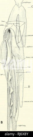 . La morphologie des chordés. La morphologie (animaux) ; français. -Foie veine hépatique -gall bladderl : gall bla&Lt ; valve spirale  .mésentère ventral y. œsophage poumon gauche région pylorique de l'estomac des crêtes de paroi gastrique gauche- -Droit -cæcum de l'estomac. Veuillez noter que ces images sont extraites de la page numérisée des images qui peuvent avoir été retouchées numériquement pour plus de lisibilité - coloration et l'aspect de ces illustrations ne peut pas parfaitement ressembler à l'œuvre originale.. Jolie, Malcolm. Reinhold, New York Banque D'Images