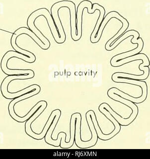. La morphologie des chordés. La morphologie (animaux) ; Chordés. dentine. La figure 8-58. Vue externe. A, d'une dent de Lepisosleus avec structure sections montrant neor tip, B, milieu, C, et D. de base. Veuillez noter que ces images sont extraites de la page numérisée des images qui peuvent avoir été retouchées numériquement pour plus de lisibilité - coloration et l'aspect de ces illustrations ne peut pas parfaitement ressembler à l'œuvre originale.. Jolie, Malcolm. Reinhold, New York Banque D'Images