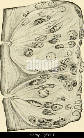 . La les chordés. Chordés. Le muscle strié de cellules ganglionnaires nerveuses avec linguse Fascia Glande muqueuse veine. f Fig. 501. (Top) La section axiale d'un humain je vallate papille. (X 25.) à h (à gauche) les papilles dans la paroi d'un  %) ig : papille foliée d'un lapin. Surface de langue maternelle à gauche. (Avec la permission de : 'Bremer, de l'histologie, Text-Book" Phila- delphia, la société Blakiston.). Veuillez noter que ces images sont extraites de la page numérisée des images qui peuvent avoir été retouchées numériquement pour plus de lisibilité - coloration et l'aspect de ces illustrations ne peut pas parfaitement ressembler à l'œuvre originale.. Rand, herbe Banque D'Images