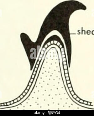 . La morphologie des chordés. La morphologie (animaux) ; Chordés. jeter -cheveux en corne. L'abscission girafe ligne. Veuillez noter que ces images sont extraites de la page numérisée des images qui peuvent avoir été retouchées numériquement pour plus de lisibilité - coloration et l'aspect de ces illustrations ne peut pas parfaitement ressembler à l'œuvre originale.. Jolie, Malcolm. Reinhold, New York Banque D'Images