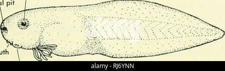 . La morphologie des chordés. La morphologie (animaux) ; français. TABl£ 7-1 UNE COMPARAISON DE CERTAINES DES CARACTÉRISTIQUES différenciant le EMBRYOiOGICAL protochordés et vertébrés coeur pi' nasal Bouche oeil. ^ ventouse orale d'opercule des branchies externes de la bouche. Veuillez noter que ces images sont extraites de la page numérisée des images qui peuvent avoir été retouchées numériquement pour plus de lisibilité - coloration et l'aspect de ces illustrations ne peut pas parfaitement ressembler à l'œuvre originale.. Jolie, Malcolm. Reinhold, New York Banque D'Images