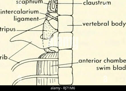 . La morphologie des chordés. La morphologie (animaux) ; Chordés. lobes optiques -cervelet iogena intercclorium conjonctif endolymphatique scaphium ligament- tripus ---perilymphatic sac. Ne^^^, chambre antérieure de la vessie Figure 13-24. Webberian Cofostomus d'osselets commersoni comme vu en vue dorsale, semidiagrommatic. (Après Martin, 1961) et la contraction) sont ainsi transmis à travers ces os et le perilymphatic au liquide de l'oreille interne. Poissons avec cette structure sont identifiés comme l'Ostariophyses. Dans les poissons clupéidés jumelé, diverticules antérieure de l'avant de l'extension de la vessie à conta Banque D'Images
