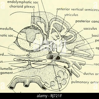 . La morphologie des chordés. La morphologie (animaux) ; Chordés. sac endolymphatique crus plexus choroïde medulla, perilymphatic notochorde condyle sac branchial œsophage ligament columelle canal semi-circulaire vertical antérieur du canal postérieur utriculus saccule ampoule papille basilaire. perilymphatic opercule citerne radix courtement canal artériel aorte artère pulmonaire Veine pulmonaire supérieure utriculus sinus branchial membran perilymphatic papille amphibiens canal canal semi-circulaire horizontal B. Veuillez noter que ces images sont extraites de la page numérisée des images qui peuvent avoir été retouchées numériquement f Banque D'Images