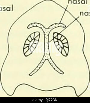 . La morphologie des chordés. La morphologie (animaux) ; ouverture nasale externe chordés. tectum septum nasal nasal. cartilage paranasaux lobes cerebrol B. Veuillez noter que ces images sont extraites de la page numérisée des images qui peuvent avoir été retouchées numériquement pour plus de lisibilité - coloration et l'aspect de ces illustrations ne peut pas parfaitement ressembler à l'œuvre originale.. Jolie, Malcolm. Reinhold, New York Banque D'Images