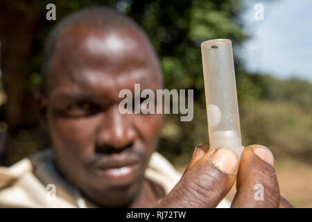 Village de Bodadigou, district de Toumousseni, Banfora, région des Cascades, Burkina Faso, 4 décembre 2016; Yacouba Siri, cacheuse volontaire de la rivière Comoe avec la mouche noire qu'il vient de prendre. Banque D'Images