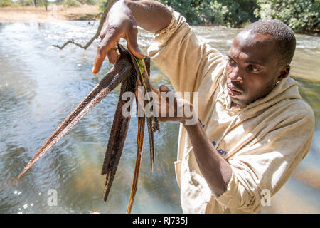 Village de Bodadigou, district de Toumousseni, Banfora, région des Cascades, Burkina Faso, 4 décembre 2016; Yacouba Siri, cacheuse volontaire de la mouche noire, recueille une feuille flottante dans la rivière Comoe qui coule rapidement où les larves de mouche noire sont en croissance. Banque D'Images