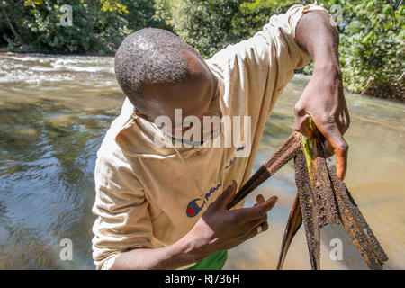 Village de Bodadigou, district de Toumousseni, Banfora, région des Cascades, Burkina Faso, 4 décembre 2016; Yacouba Siri, cacheuse volontaire de la mouche noire, recueille une feuille flottante dans la rivière Comoe qui coule rapidement où les larves de mouche noire sont en croissance. Banque D'Images