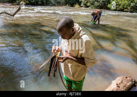 Village de Bodadigou, district de Toumousseni, Banfora, région des Cascades, Burkina Faso, 4 décembre 2016; Yacouba Siri, cacheuse volontaire de la mouche noire, recueille une feuille flottante dans la rivière Comoe qui coule rapidement où les larves de mouche noire sont en croissance. Banque D'Images