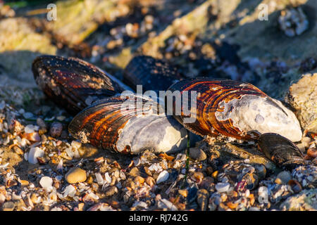 Un close up image d'un groupe de Californie les moules (Mytilus californianus) portant sur la plage rocheuse sur une journée ensoleillée Banque D'Images