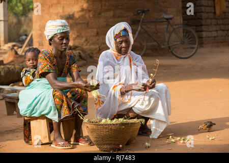 Karfiguela village, Banfora, Cascades région, Burkina Faso, 6 décembre 2016; Sanata Kone, benifeficiary avec sa mère, Kaflafi, qui est chef de ménage, ils sont en retrait des fruits Da de leurs tiges pour faire une sauce aigre. Banque D'Images