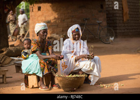 Karfiguela village, Banfora, Cascades région, Burkina Faso, 6 décembre 2016; Sanata Kone, benifeficiary avec sa mère, Kaflafi, qui est chef de ménage, ils sont en retrait des fruits Da de leurs tiges pour faire une sauce aigre. Banque D'Images