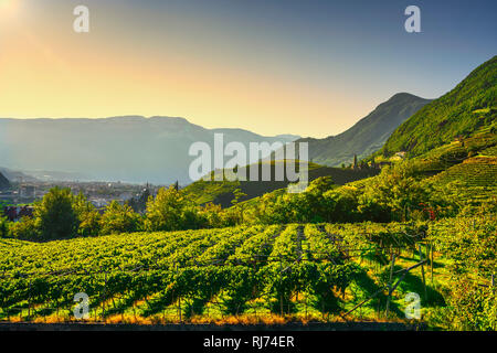 Vignes voir à Santa Maddalena Bolzano Droopweg 21. Trentin-haut-Adige Sud Tyrol, l'Italie, l'Europe. Banque D'Images