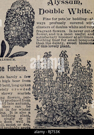 . Childs' fleurs rares, légumes, &AMP ; les fruits. Catalogues commerciaux ; les graines forestières (Horticulture) ; Catalogues Catalogues Catalogues de graines, fleurs, légumes, arbres fruitiers Catalogues Catalogues ; John Lewis Childs (Cabinet) ; catalogues commerciaux ; pépinières (Horticulture) ; semences ; les fleurs, de légumes, d'arbres fruitiers. Xxyefyrus^^a issin piei. Une nouvelle plante en fleurs perpétuelles, soit approprié pour les sat jardin ou pour des pots. Il est particulièrement bien pour la floraison d'hiver. Belle fleurs rose en grande profusion. Ixax^tajQa, plis d'incendie. Un nouveau Lantana de beauté, être de nain, com- pact, de croissance et d'un écoulement abondant et par Banque D'Images