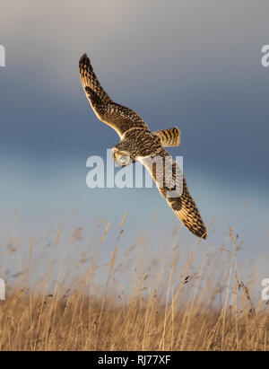 Hibou moyen court sur la chasse prairies Cotswold Banque D'Images