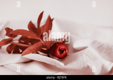 Tulipes à fleurs de pivoine en vivant à la mode couleur corail. Coloré et naturel concept. Banque D'Images