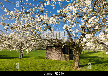 Deutschland, Oberbayern, Gietlhausen, Hütte, Obstbäume blühende im Frühling Banque D'Images