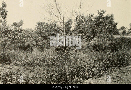 . Chataignier bactérien. Chestnut. Le document du Sénat no 653, 62-2. Ciem VII F Plaque.. Veuillez noter que ces images sont extraites de la page numérisée des images qui peuvent avoir été retouchées numériquement pour plus de lisibilité - coloration et l'aspect de ces illustrations ne peut pas parfaitement ressembler à l'œuvre originale.. United States. Ministère de l'Agriculture. [Washington Govt. imprimer. off. ] Banque D'Images