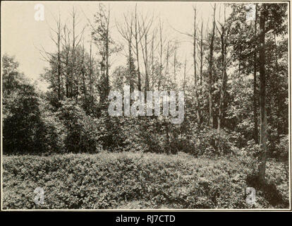 . Chataignier bactérien. Chestnut. Le document du Sénat no 653, fi2-2. C. la plaque. Veuillez noter que ces images sont extraites de la page numérisée des images qui peuvent avoir été retouchées numériquement pour plus de lisibilité - coloration et l'aspect de ces illustrations ne peut pas parfaitement ressembler à l'œuvre originale.. United States. Ministère de l'Agriculture. [Washington Govt. imprimer. off. ] Banque D'Images