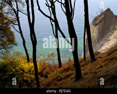 Europa, Deutschland, Mecklenburg-Vorpommern, Insel Rügen, Jasmund national, l'UNESCO Weltnaturerbe-Buchenwälder herbstbunte Rotbuchen Europäische, un Banque D'Images