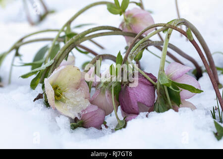 Hellébores enneigés courbés dans la neige, jardin d'hiver, Angleterre, Royaume-Uni Banque D'Images
