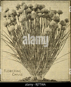 . Childs' 1923. Catalogues commerciaux ; les graines forestières (Horticulture) ; Catalogues Catalogues Catalogues de graines, fleurs, légumes, fruits Catalogues Catalogues ; John Lewis Childs (Cabinet) ; catalogues commerciaux ; pépinières (Horticulture) ; les graines, fleurs, légumes, fruits. Le maïs de retour de tous notre prospérité nationale sont nos cultures agricoles et parmi eux les champs de maïs au premier rang en importance à cette nation. L'importance de commencer avec le grade le plus élevé des graines de la plupart des variétés de- pendable est exceptionnelle. Nous offrons seulement comme l'ont certainement été très utiles pour la partie orientale de l'Organisation des St Banque D'Images