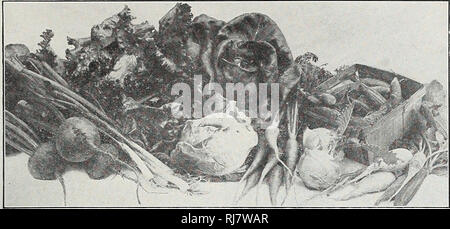 . Childs' 1923. Catalogues commerciaux ; les graines forestières (Horticulture) ; Catalogues Catalogues Catalogues de graines, fleurs, légumes, fruits Catalogues Catalogues ; John Lewis Childs (Cabinet) ; catalogues commerciaux ; pépinières (Horticulture) ; les graines, fleurs, légumes, fruits. Catalogue Printemps de graines, de bulbes et de PLANTES POUR 1923 55. Ce produit de qualité de jeunes légumes tendres peut seulement être obtenu à partir de votre propre jardin de légumes notre offre de semences de légumes est limitée aux variétés qui possèdent la plus grande valeur pour le jardin et les marchés. Ces variétés sont également stock spécial, cultivé, Banque D'Images