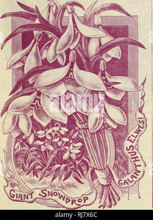 . Childs' automne catalogue de bulbes qui fleurissent, 1899. Pépinières (Horticulture) ; Catalogues Catalogues ampoules (plantes) ; John Lewis Childs (Cabinet) ; pépinières (Horticulture) ; Ampoules (plantes). L'allium NEAl'OLITANUM Neapolltanum-, les gens l'apprécient parce qu'est si certain de fleurir "tml tellement daintily joli. C'est robuste à l'extérieur, mais. en- portes est le moyen le plus facile de tous les bulbes de croître. Trois ou quatre peuvent être placées dans un pot de 81 cm-i. Les tiges lieu à une hauteur de dix-huit pouces, compte de belles ombelles de ciel étoilé (abaissement de la ligne blanche, qui restent un mois parfait. Hermettl-comme le ci-dessus, mais d'une couleur blanc-rosé. Moly-B Banque D'Images