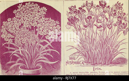 . Childs' automne catalogue de bulbes qui fleurissent, 1899. Pépinières (Horticulture) ; Catalogues Catalogues ampoules (plantes) ; John Lewis Childs (Cabinet) ; pépinières (Horticulture) ; Ampoules (plantes). Catalogue DE BULBES AUTOMNE THAI BLOOM POUR 1899. 15. L'allium NEAl'OLITANUM Neapolltanum-, les gens l'apprécient parce qu'est si certain de fleurir "tml tellement daintily joli. C'est robuste à l'extérieur, mais. en- portes est le moyen le plus facile de tous les bulbes de croître. Trois ou quatre peuvent être placées dans un pot de 81 cm-i. Les tiges lieu à une hauteur de dix-huit pouces, compte de belles ombelles de ciel étoilé (abaissement de la ligne blanche, qui restent un mois parfait. Hermettl-L Banque D'Images