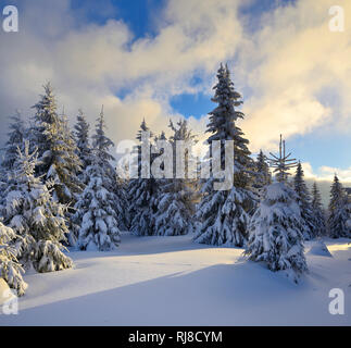 Deutschland, Sachsen-Anhalt, Nationalpark Harz, bei Schierke, Fichten mit Schnee, Abendlicht, tief verschneite Landschaft im Winter, Banque D'Images