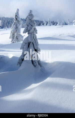 Deutschland, Sachsen-Anhalt, Nationalpark Harz, Fichten mit Schnee, tief verschneite Landschaft im Winter, Wildnis Banque D'Images