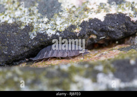 Kellerassel Porcellio scaber,, dans Felsspalte Banque D'Images