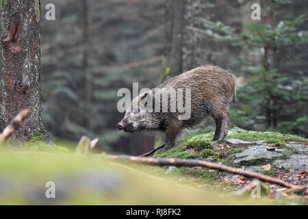 Wildschwein Banque D'Images