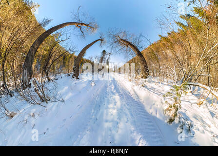 Route dans la forêt à l'aube d'hiver panorama Banque D'Images