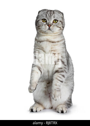 Cute young silver tabby Scottish Fold chat chaton assis sur les pieds postérieurs à la recherche à l'appareil photo avec les yeux jaunes. Isolé sur un fond blanc. Banque D'Images