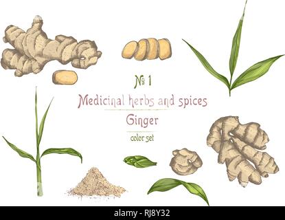 La main de l'ensemble des racines de gingembre, vit et fleurs isolé sur fond blanc. Illustration de Vecteur