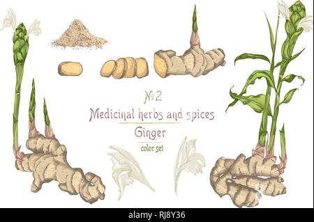 La main de l'ensemble des racines de gingembre, vit et fleurs isolé sur fond blanc. Illustration de Vecteur