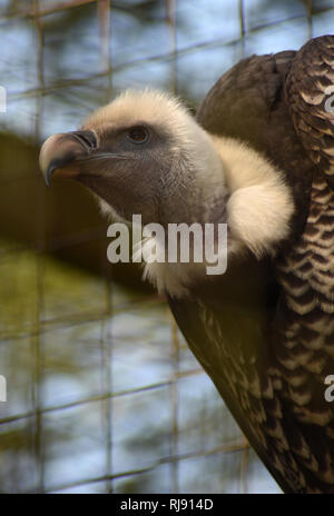 Cotswold Wildlife Park, Nr Burford, Oxfordshire, Cotswolds Banque D'Images