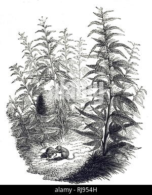 Une gravure illustrant le chanvre, une variété de la plante Cannabis sativa espèces qui est cultivé spécialement pour les utilisations industrielles de ses produits dérivés. En date du 19e siècle Banque D'Images