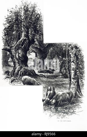 Une gravure illustrant les porcs se nourrissent de glands dans la New Forest. Illustré par Charles Whymper (1853-1941) un peintre britannique. En date du 19e siècle Banque D'Images