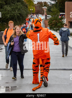 Le Tigre mascotte de l'Université Clemson et Maisonnette au cours de parade football et marcher autour du campus. Banque D'Images