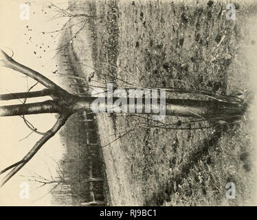 . Chataignier bactérien. Chestnut. Le document du Sénat no 653, 62-2. X. de la plaque. Veuillez noter que ces images sont extraites de la page numérisée des images qui peuvent avoir été retouchées numériquement pour plus de lisibilité - coloration et l'aspect de ces illustrations ne peut pas parfaitement ressembler à l'œuvre originale.. United States. Ministère de l'Agriculture. [Washington Govt. imprimer. off. ] Banque D'Images
