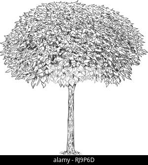 Dessin en noir et blanc de Catalpa Tree Illustration de Vecteur