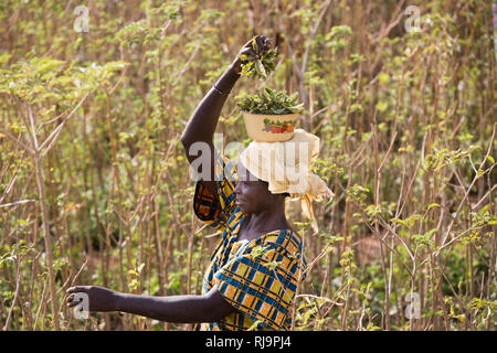 Village Kisambo, Yako, Burkina Faso, le 28 novembre 2016 ; Marie Ouedraogo la collecte des feuilles de Kisambo boabab jardin qui utilise un système d'irrigation à énergie solaire. (Une goutte Goutte système) Banque D'Images