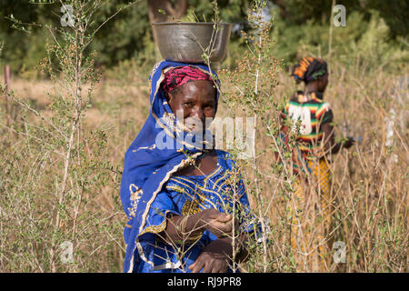 Village Kisambo, Yako, Burkina Faso, le 28 novembre 2016 ; les membres du jardin la collecte des feuilles de moringa. Le jardin Kisambo solaire utilise un système d'irrigation goutte à goutte. (Une goutte Goutte système) Banque D'Images