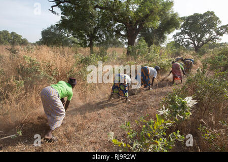 Village de Bissiga, Yako, Burkina Faso, le 29 novembre 2016 ; les membres de la forêt de femme projet d'existence de la création d'un coupe-feu. Banque D'Images